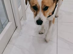 -艾吉宠物医院·疑难杂症转诊中心·猫友好(碧江路院)