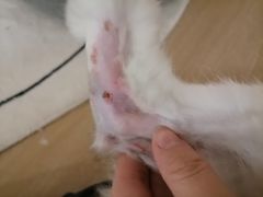 -圣宠动物医院·犬猫专科·影像中心·外科中心