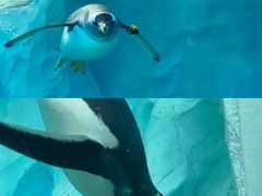 -珠海长隆海洋王国