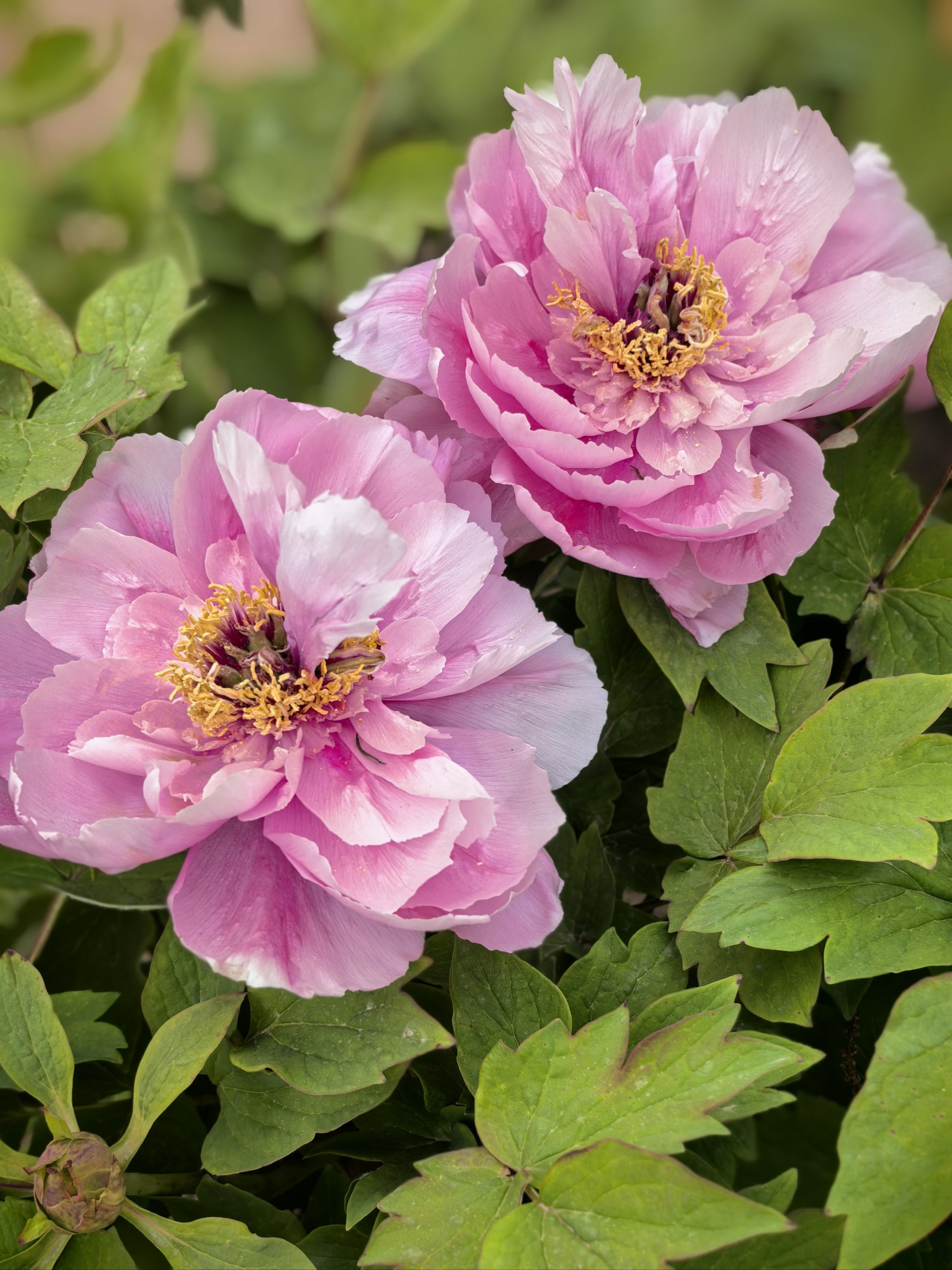 海棠牡丹同框の神仙植物园,避开人潮隐藏玩法!