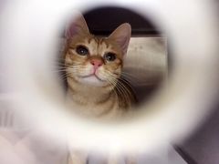 -安安宠医宠物医院·异宠·犬猫内科(岳阳分院)
