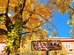 -三里屯东五街银杏大道
