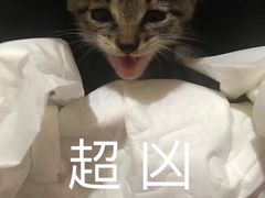 -致善宠物医院(体育路店)