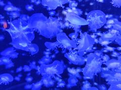 -太平洋海底世界