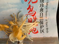 -盐城丹顶鹤湿地生态旅游区
