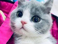 -暖阳宠物医院·犬猫康复中心·骨科