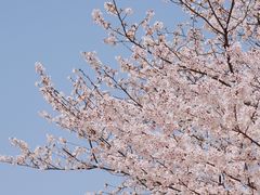 -顾村公园