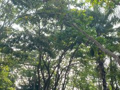 -中国科学院西双版纳热带植物园