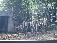 -青藏高原野生动物园
