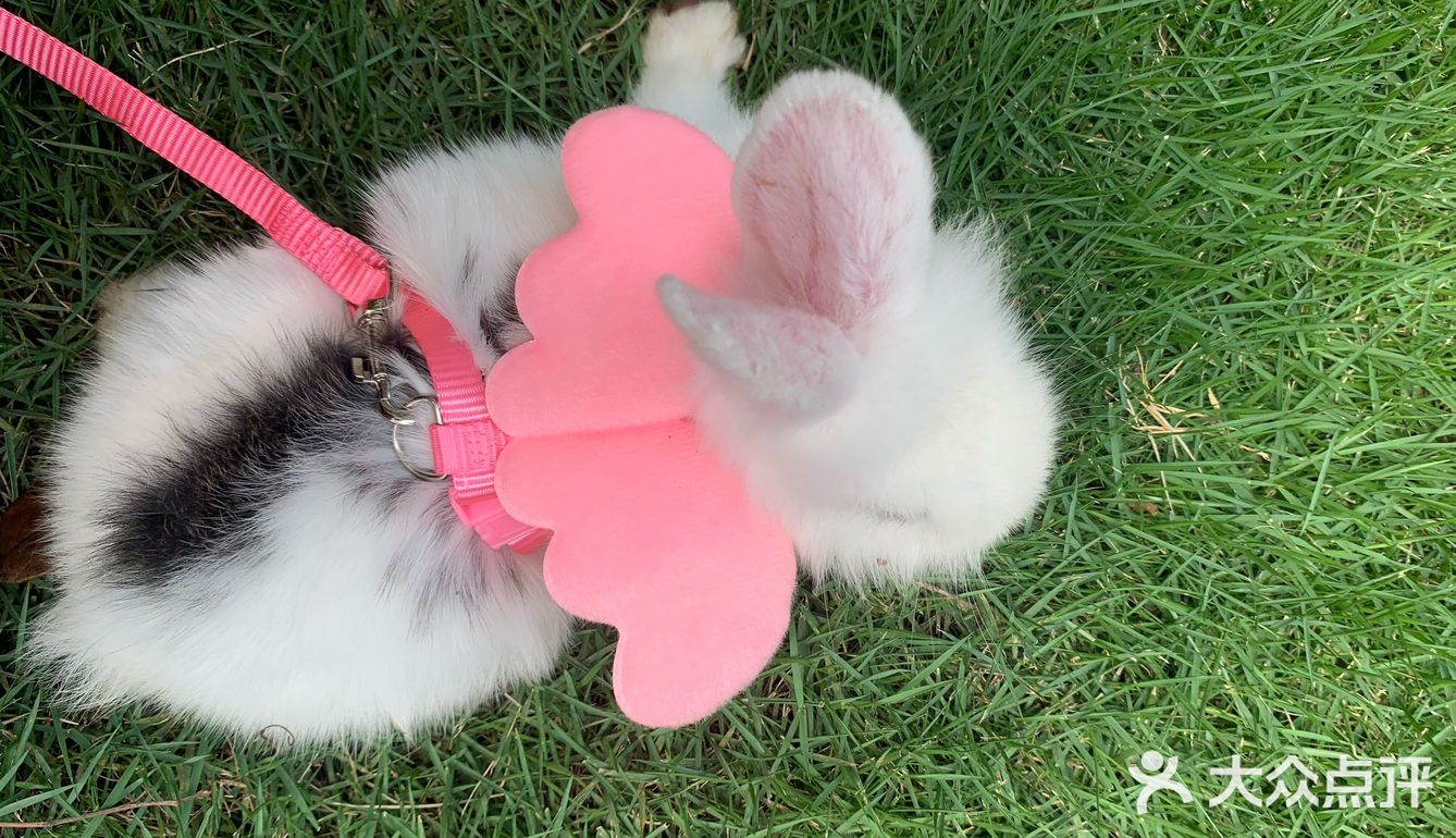 妈妈带本兔兔出来玩啦～ 好开心哦   附带本兔兔几张