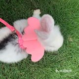 妈妈带本兔兔出来玩啦～ 好开心哦   附带本兔兔几张