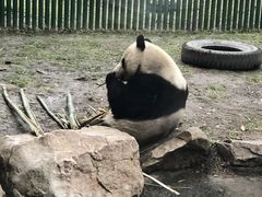 -沈阳森林动物园