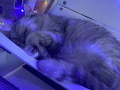 -喵园·猫主题咖啡厅·撸猫·猫咖(国贸店)