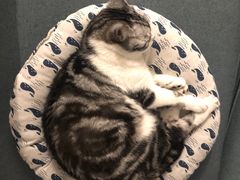 -芭比堂动物医院·犬猫全科·异宠专科(雁塔分院)
