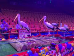 -广州长隆国际大马戏