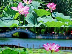 -济南大明湖景区
