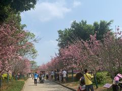 -天适樱花悠乐园
