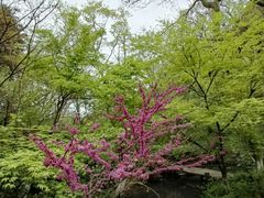 -杭州半山国家森林公园