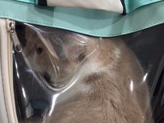 -佳雯宠物医院·皮肤科·内外科(春晓路分院)