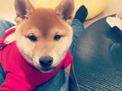 -逗柴咖啡屋·狗咖猫咖宠物桌游