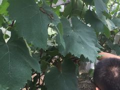 -马陆小张葡萄园农家乐