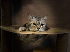 -蓝鲸·缅因猫舍