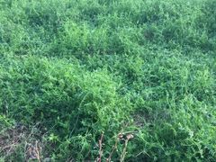 -尕胡才炕锅烤羊肉馆(八一路店)