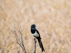 -野鸭湖国家湿地公园