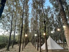 -森林小栈TreeStation露营基地