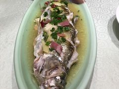 -四季春