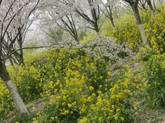 -古柏渡飞黄旅游区