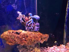 -沙沙哗啦海洋馆(华宇百花谷店)