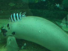 -悉尼海洋生物水族馆