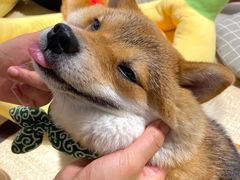 -逗柴咖啡屋·狗咖猫咖宠物桌游