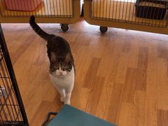 -瑞派申生动物医院·24H夜诊·国际动物医疗中心·骨外科(吴中路店)