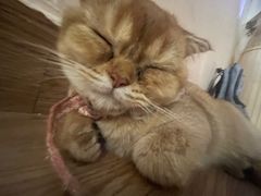 -楼上猫咖(罗湖店)