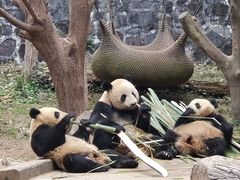 -都江堰中华大熊猫苑