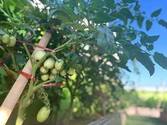 -江门市中天国际艺术幼儿园