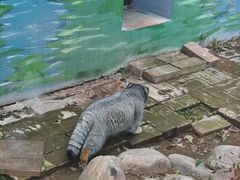-青藏高原野生动物园