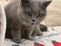 -柚子猫舍·精品猫舍购猫·猫咪认养·购宠·宠物店