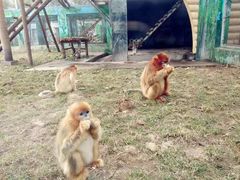 -西安秦岭野生动物园