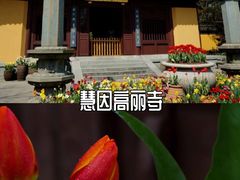 -灵隐飞来峰景区