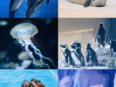 -上海海昌海洋公园