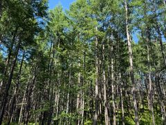 -莫尔道嘎国家森林公园