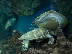 -上海海洋水族馆