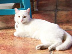 -Sirena海妖日咖夜酒