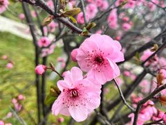 -梅园