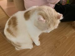 -猫和宫(六道口店)