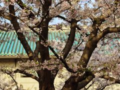 -武汉大学-樱园