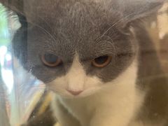 -宠爱国际动物医院·消化内科·心肾内科·ISFM猫友好(望京店)